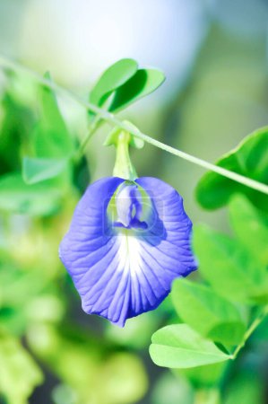 Photo for Butterfly pea , blue pea flower or Clitoria ternatea L or PAPILIONACEAE - Royalty Free Image