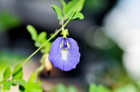 Téléchargez les photos : Pois papillon, fleur de pois bleu ou Clitoria ternatea L ou PAPILIONACEAE - en image libre de droit