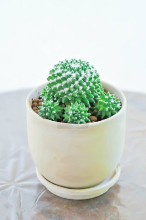 Téléchargez les photos : Mammillaria ou Mammillaria erusamu f ou rebutia minuscula, cactus ou plante succulente en fond blanc - en image libre de droit