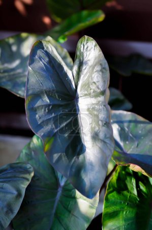 Colocasia or Colocasia Diamond Head, diamond head colocasia or Araceae plant