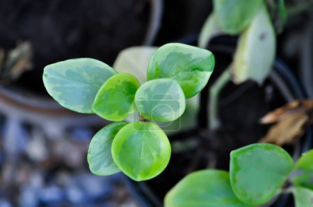 Peperomia obtusifolia, Babykautschukpflanze oder Pfeffergesicht oder PIPERACEAE oder zweifarbige Pflanze