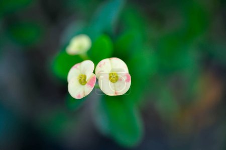 Christ Thorn, Euphorbia milii or Euphorbiaceae or small Euphorbia flowers or bicolor flowers