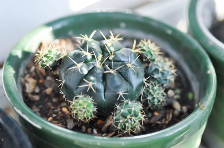 Gymnocalycium damsii v tucavocense, gymnocalycium damsii ssp o planta de cactus