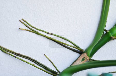 Syngonium podophyllum, Pfeilspitze Reben oder Gänsefußgewächse oder Araceae oder zweifarbige Syngonium oder Syngoniumwurzel an der Wand
