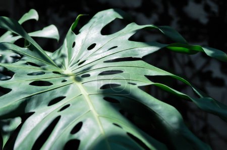 Photo for Monstera, Herricane plant or Swiss cheese plant in the garden - Royalty Free Image