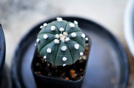 Kaktus im Blumentopf oder Astrophytum oder Sukkulente