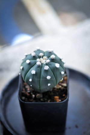 cactus en la maceta o Astrophytum o suculento