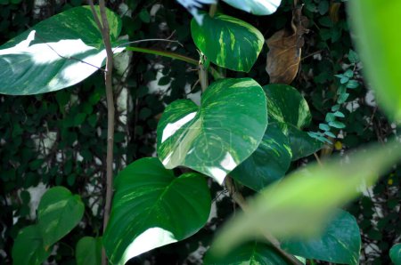 Devils Ivy, Golden Pothos or Hunters Robe or Epipremnum aureum or Araceae plant