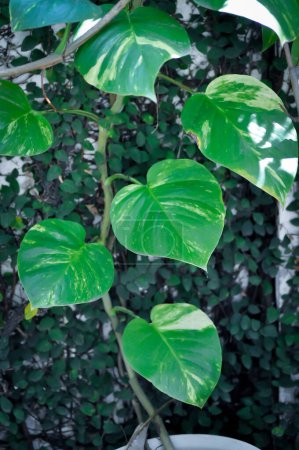 Photo for Devils Ivy, Golden Pothos or Hunters Robe or Epipremnum aureum or Araceae plant - Royalty Free Image