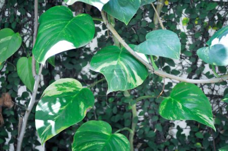 Devils Ivy, Golden Pothos or Hunters Robe or Epipremnum aureum or Araceae plant