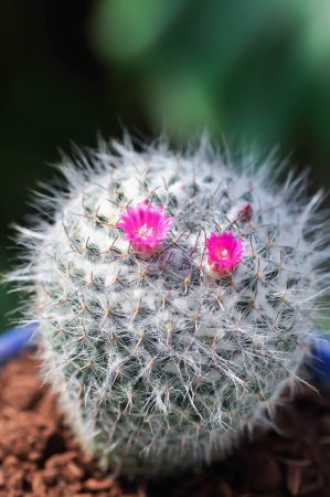 Mammillaria carmenae, Mammillaria oder Kaktus oder Sukkulente oder Mammillaria carmenae mit rosa Blüten
