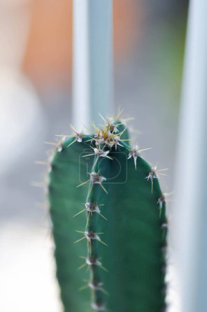 Kaktus, Märchenschloss oder Cereus peruvianus oder Sukkulente
