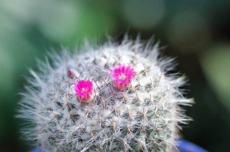 Téléchargez les photos : Mammillaria carmenae, Mammillaria ou cactus ou succulentes ou Mammillaria carmenae à fleurs roses - en image libre de droit