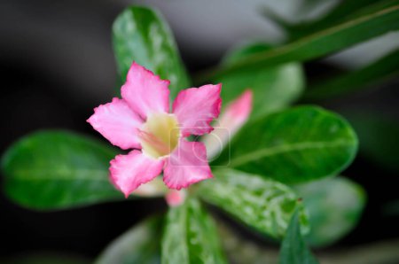 Desert rose, Impala lily or adenium obesum or Roem and Schult or Impala Lily or Pink Bignonia or Mock Azalea or pink flower