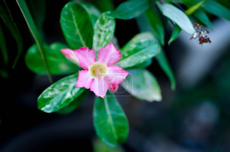 Desert rose, Impala lily or adenium obesum or Roem and Schult or Impala Lily or Pink Bignonia or Mock Azalea or pink flower