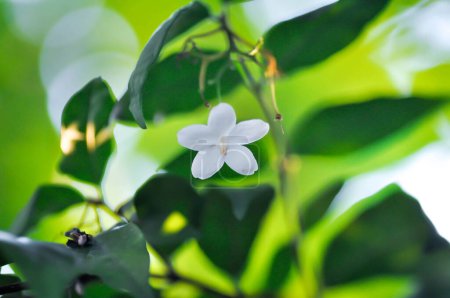 Andaman Satinwood, China Buchsbaum oder Chinesischer Buchsbaum oder Orange Jessamin oder Rutaceae oder Murraya paniculata und weiße Blüten an der Pflanze