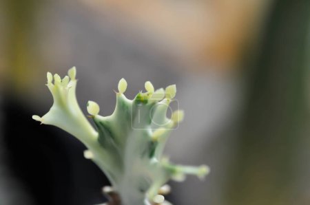Euphorbia lactea white ghost or Euphorbia or Euphorbia mayurnathanii variegated ,Euphorbia lactea or white Euphorbia