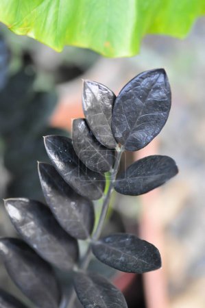 Téléchargez les photos : Zamioculcas zamiifolia, Zanzibar Gem ou ARACEAE ou Zamioculcas zamiifolia noir ou plante noire - en image libre de droit