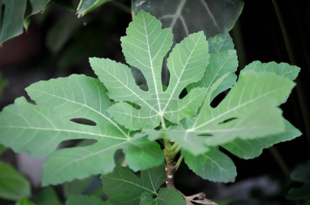 Ficus carica, fig or common fig plant or fig leaf in the garden