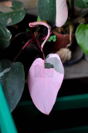 Philodendron , Philodendron Pink Princess or bicolor plant or pink and green plant or pink leaf