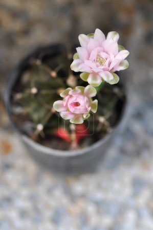 Foto de Gymnocalycium, Gymnocalycium mihanovichii o gymnocalycium mihanovichii variegadas con flores o cactus - Imagen libre de derechos