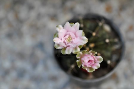 Gymnocalycium ,Gymnocalycium mihanovichii or gymnocalycium mihanovichii variegated with flower or cactus flowers
