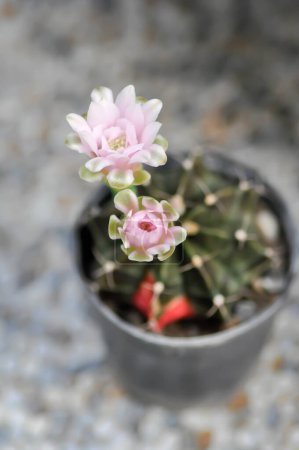 Gymnocalycium ,Gymnocalycium mihanovichii or gymnocalycium mihanovichii variegated with flower or cactus flowers