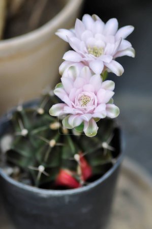 Foto de Gymnocalycium, Gymnocalycium mihanovichii o gymnocalycium mihanovichii variegadas con flores o cactus - Imagen libre de derechos