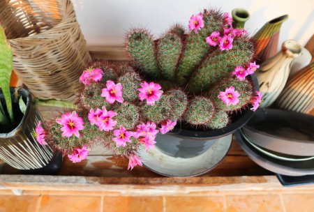 Mammillaria Beneckei oder Beneckes Nadelkissen Kaktus oder Mammillaria spinosissima oder Nadelkissen Kaktus mit rosa Blüten