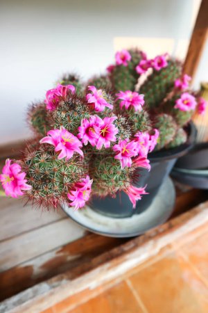 Mammillaria Beneckei o Beneckes Pincushion Cactus o Mammillaria spinosissima o Spiny Pincushion Cactus con flores rosas