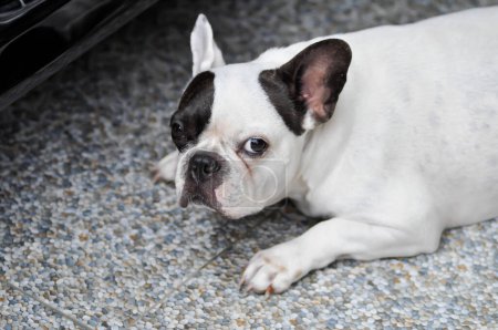 Hund oder französische Bulldogge, schläfrige französische Bulldogge auf dem Boden