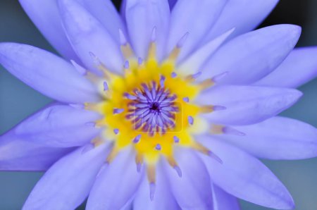 Lotus oder floreszierender Purpurlotus oder violetter Lotus
