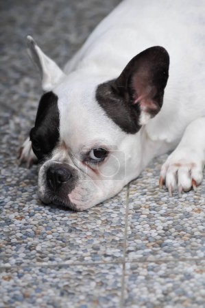 perro o bulldog francés, bulldog francés soñoliento en el suelo