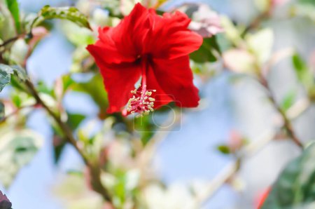 Rosa china, hibisco o Hibiscus Rosa-Sinensis Variegata con flor roja en el jardín