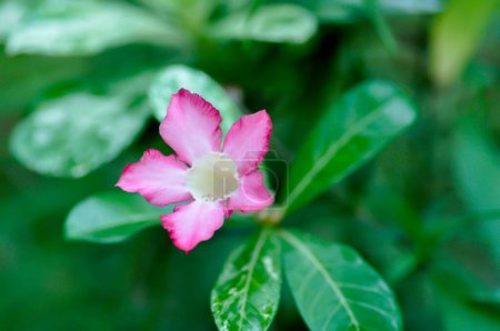 Wüstenrose, APOCYACEAE oder Adenium obesum oder Mock Azalea oder Pinkbignonia oder Impala Lilie mit rosa Blüte