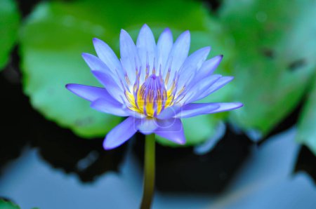 Lotus oder floreszierender violetter Lotus oder violetter Lotus im Teich