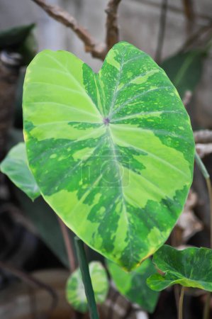 Téléchargez les photos : Colocasia esculenta midori sour, Colocasia, midori sour ou Colocasia plante dans le jardin - en image libre de droit