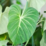 Philodendron Gloriosum ,Philodendron plant in the flowerpot