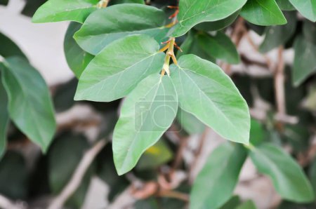 ficus pumila or climbing fig or Climbing Vine plant