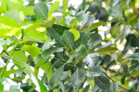 Artocarpus heterophyllus Lam, Ein Heterophyllen- oder Jackfruchtbaum mit Himmelshintergrund