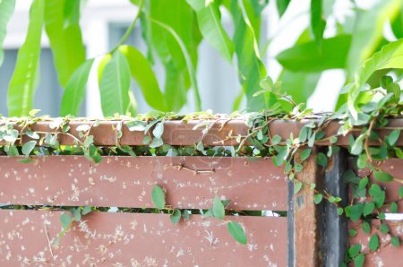 Téléchargez les photos : Ficus pumila ou figue grimpante ou vigne grimpante sur la clôture - en image libre de droit