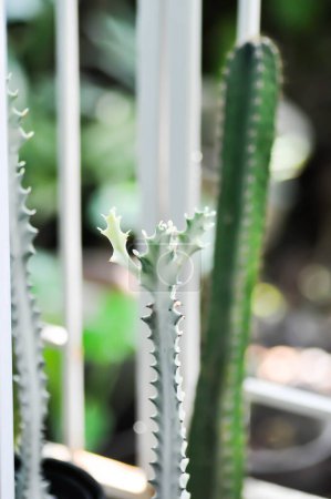 Euphorbia lactea white ghost or Euphorbia or Euphorbia mayurnathanii variegated ,Euphorbia lactea or white Euphorbia