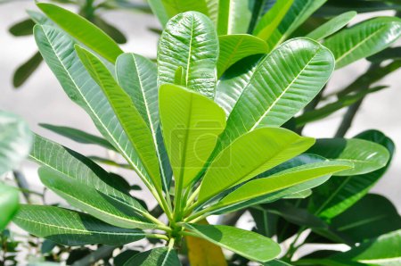 Blätterhintergrund, Pagodenbaum oder Frangipani oder Tempelbaum oder grünes Blatt