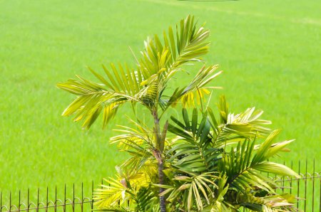Normanbya normanbyi, Wodyetia bifurcata AK Irvine or Foxtail palm or ARECACEAE or PALMAE leaves or leaves of betel palm or betel nut or leaves of palm and paddy field background