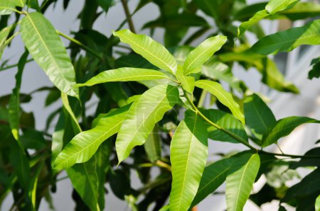 mango tree or mango leaf in the orchard
