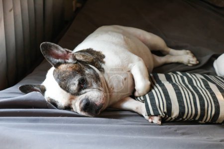 Hund oder französische Bulldogge oder alter Hund im Bett oder alte französische Bulldogge