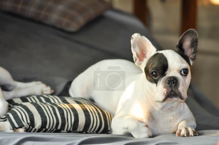 Hund oder französische Bulldogge zu Hause, schläfrige französische Bulldogge im Bett