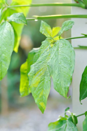 Syngonium podophyllum, Arrowhead Vine or Goosefoot Plant or Araceae or bicolor syngonium and rain droplet or rain drop