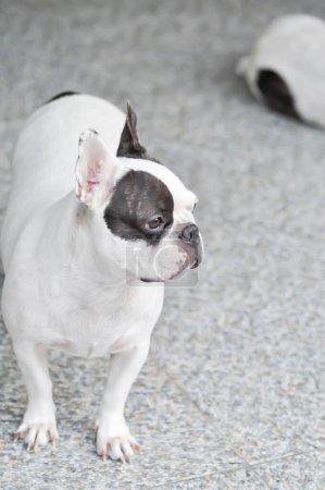 Hund oder französische Bulldogge zu Hause, aussehende französische Bulldogge oder stehende französische Bulldogge