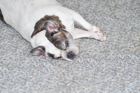 chien ou bouledogue français ou vieux chien, bouledogue français endormi par terre